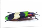 Side view of Jewel Beetle Chrysochroa corbetti from Thailand by Anonymous