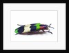 Side view of Jewel Beetle Chrysochroa corbetti from Thailand by Anonymous