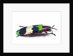 Side view of Jewel Beetle Chrysochroa corbetti from Thailand by Anonymous