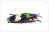 Side view of Jewel Beetle Chrysochroa corbetti from Thailand by Anonymous