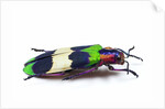 Side view of Jewel Beetle Chrysochroa corbetti from Thailand by Anonymous