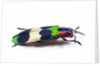 Side view of Jewel Beetle Chrysochroa corbetti from Thailand by Anonymous