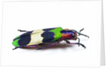 Side view of Jewel Beetle Chrysochroa corbetti from Thailand by Anonymous