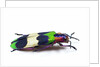 Side view of Jewel Beetle Chrysochroa corbetti from Thailand by Anonymous