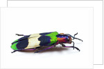 Side view of Jewel Beetle Chrysochroa corbetti from Thailand by Anonymous