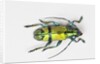 Colorful beetle Tmesisternus ssp - Sorong by Anonymous