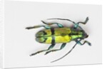 Colorful beetle Tmesisternus ssp - Sorong by Anonymous