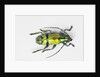 Colorful beetle Tmesisternus ssp - Sorong by Anonymous