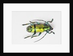 Colorful beetle Tmesisternus ssp - Sorong by Anonymous