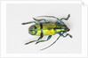 Colorful beetle Tmesisternus ssp - Sorong by Anonymous