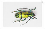 Colorful beetle Tmesisternus ssp - Sorong by Anonymous