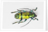 Colorful beetle Tmesisternus ssp - Sorong by Anonymous