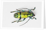 Colorful beetle Tmesisternus ssp - Sorong by Anonymous