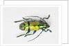 Colorful beetle Tmesisternus ssp - Sorong by Anonymous