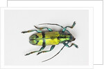 Colorful beetle Tmesisternus ssp - Sorong by Anonymous