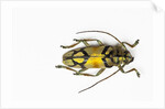 Colorful long horn beetle from Southeast Asia Tmesisternus rafaela by Anonymous