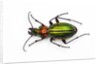 Chrysocarabus auronitens - France by Anonymous