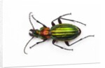 Chrysocarabus auronitens - France by Anonymous