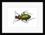 Chrysocarabus auronitens - France by Anonymous