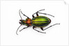 Chrysocarabus auronitens - France by Anonymous