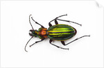 Chrysocarabus auronitens - France by Anonymous