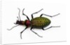Beetle Acoptolabrus schrencki dongningensis - China, Heilongjiang in Carabidae family by Anonymous