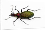 Beetle Acoptolabrus schrencki dongningensis - China, Heilongjiang in Carabidae family by Anonymous