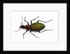 Beetle Acoptolabrus schrencki dongningensis - China, Heilongjiang in Carabidae family by Anonymous