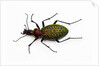 Beetle Acoptolabrus schrencki dongningensis - China, Heilongjiang in Carabidae family by Anonymous