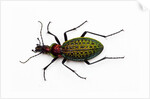 Beetle Acoptolabrus schrencki dongningensis - China, Heilongjiang in Carabidae family by Anonymous