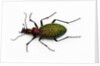 Beetle Acoptolabrus schrencki dongningensis - China, Heilongjiang in Carabidae family by Anonymous