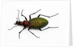 Beetle Acoptolabrus schrencki dongningensis - China, Heilongjiang in Carabidae family by Anonymous