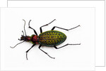 Beetle Acoptolabrus schrencki dongningensis - China, Heilongjiang in Carabidae family by Anonymous