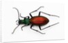 Beetle Ceroglossus chilensis colchaguensis in the Carabidae family by Anonymous