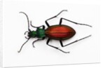 Beetle Ceroglossus chilensis colchaguensis in the Carabidae family by Anonymous
