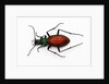 Beetle Ceroglossus chilensis colchaguensis in the Carabidae family by Anonymous