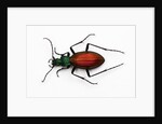 Beetle Ceroglossus chilensis colchaguensis in the Carabidae family by Anonymous