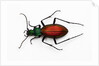 Beetle Ceroglossus chilensis colchaguensis in the Carabidae family by Anonymous