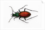 Beetle Ceroglossus chilensis colchaguensis in the Carabidae family by Anonymous