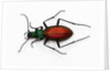Beetle Ceroglossus chilensis colchaguensis in the Carabidae family by Anonymous