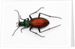 Beetle Ceroglossus chilensis colchaguensis in the Carabidae family by Anonymous