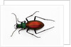 Beetle Ceroglossus chilensis colchaguensis in the Carabidae family by Anonymous