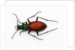 Beetle Ceroglossus chilensis colchaguensis in the Carabidae family by Anonymous