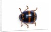 Long horned beetle Diastocera wallichi by Anonymous