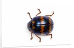 Long horned beetle Diastocera wallichi by Anonymous