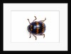 Long horned beetle Diastocera wallichi by Anonymous