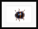 Long horned beetle Diastocera wallichi by Anonymous