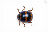 Long horned beetle Diastocera wallichi by Anonymous
