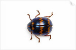 Long horned beetle Diastocera wallichi by Anonymous
