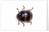 Long horned beetle Diastocera wallichi by Anonymous